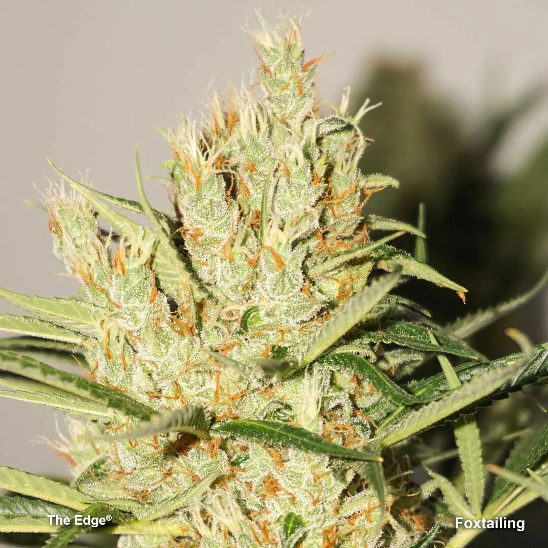 foxtailing-The-edge-cannabis-bud 